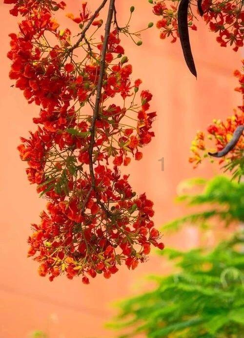 逃离天鹅森林